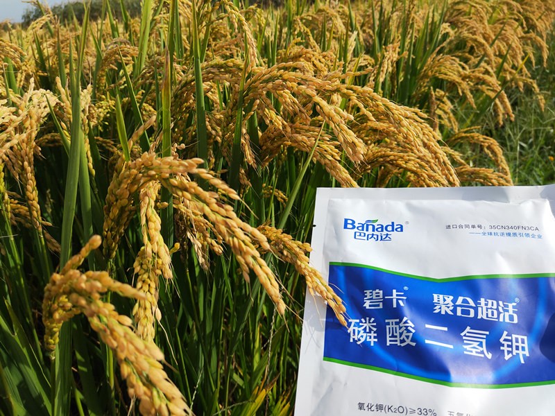 葉面肥對水稻的影響