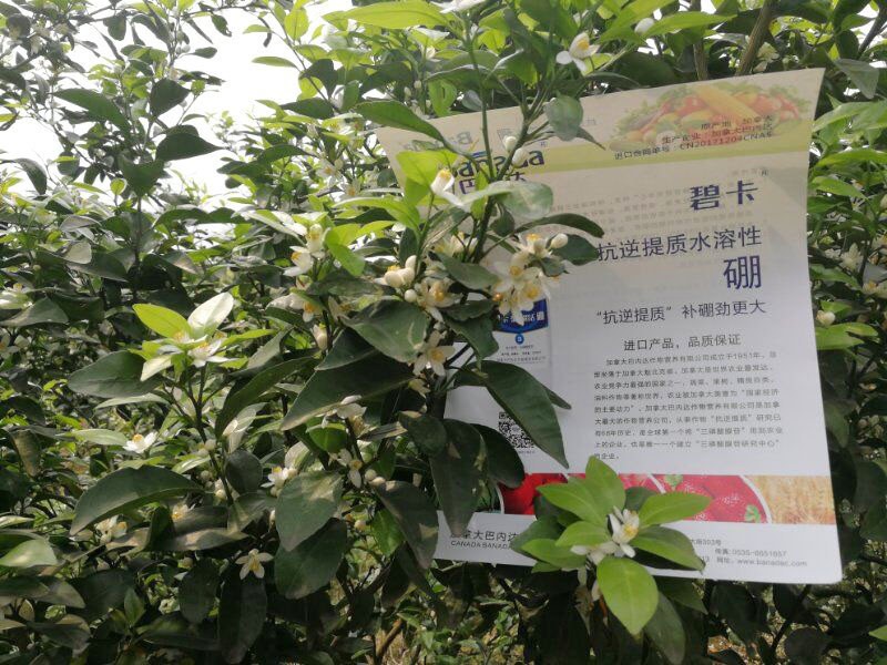 硼肥的作用，花前補硼怎么促花促果？