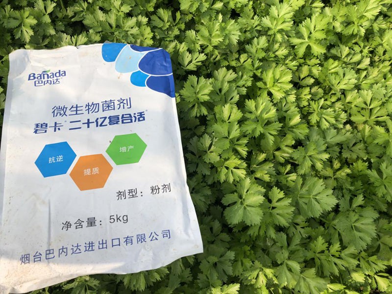 微生物菌劑在芹菜上怎樣用效果更好？