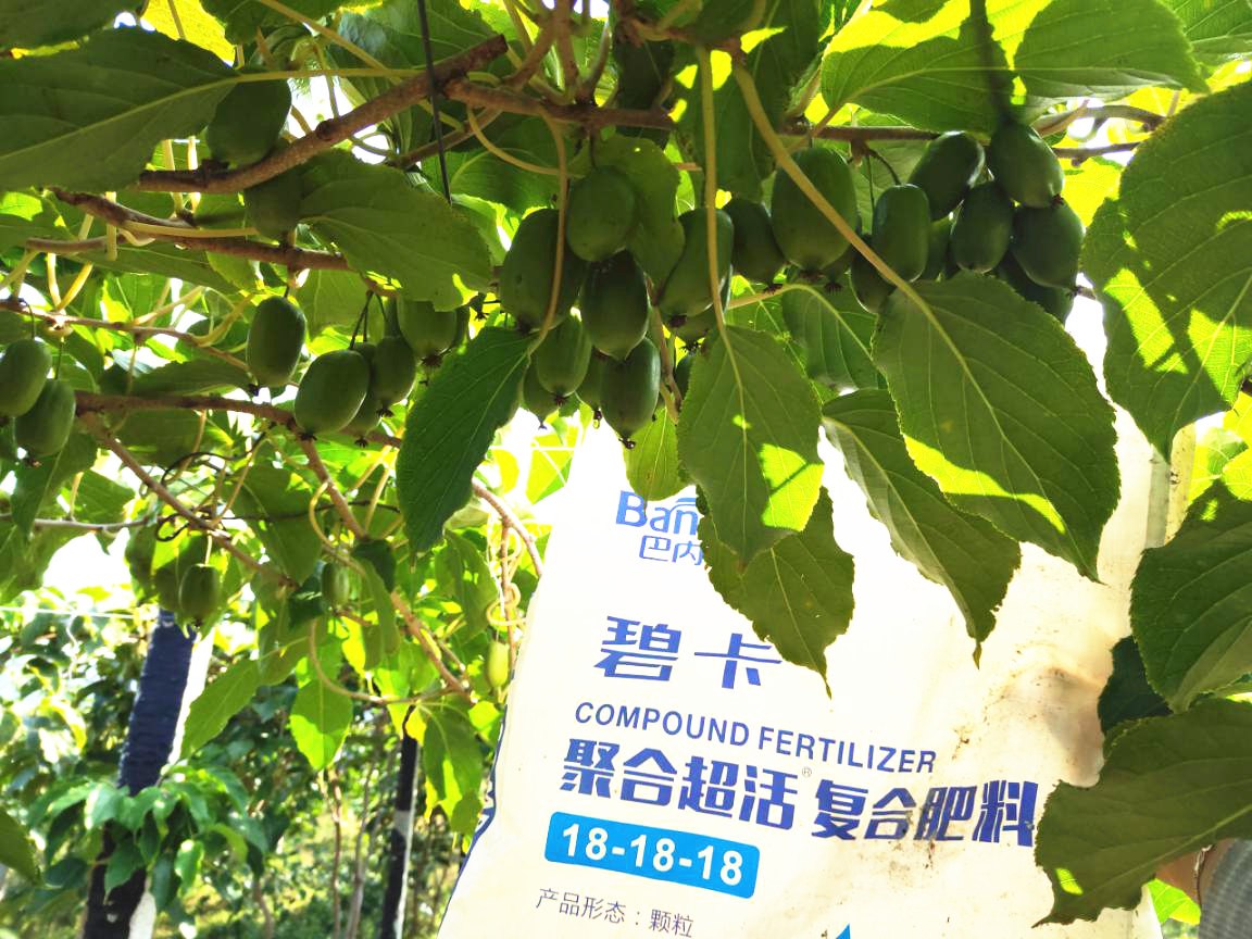 化肥轉(zhuǎn)型水溶肥，果樹施肥方式怎么變？