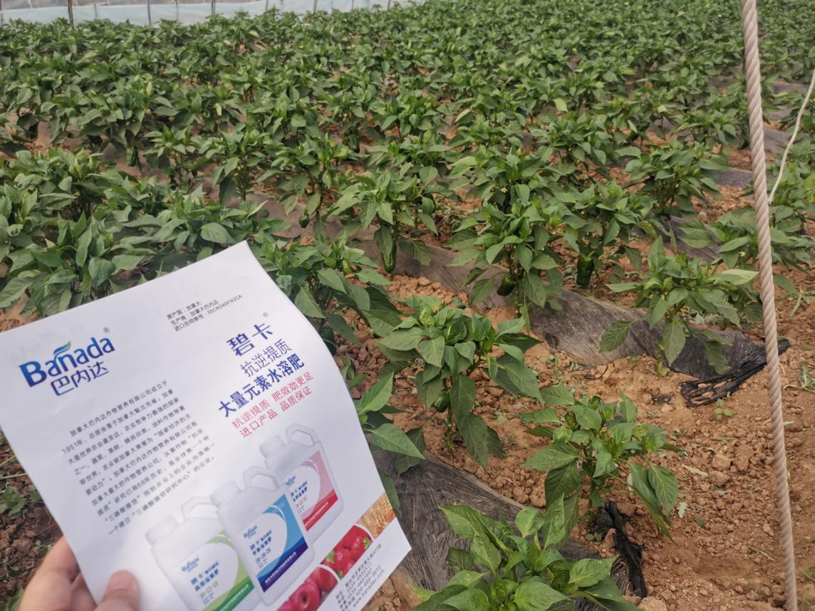 沖施肥在辣椒生育時期有哪些使用方法？