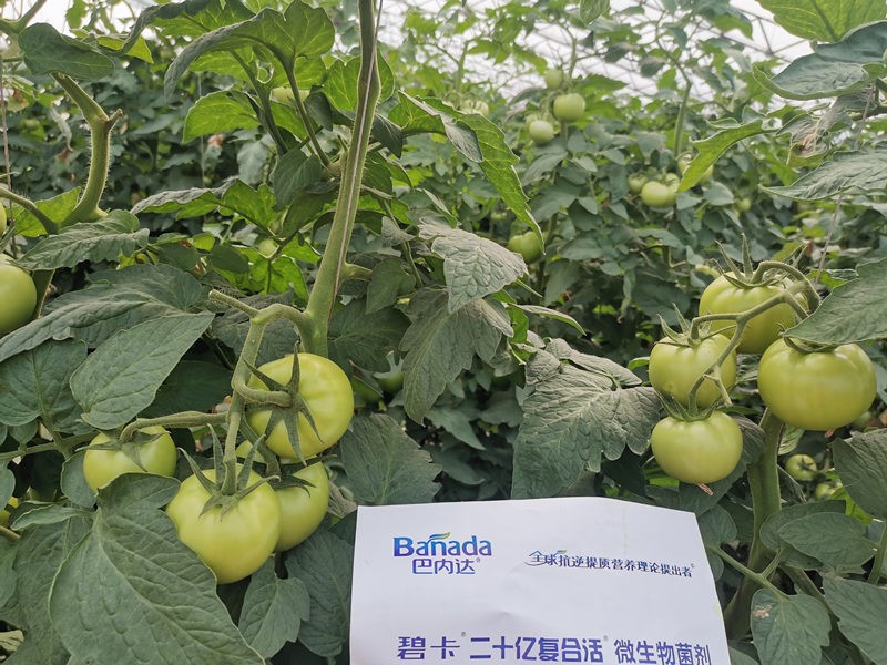 番茄的需肥規(guī)律是什么？有什么施肥要領(lǐng)？