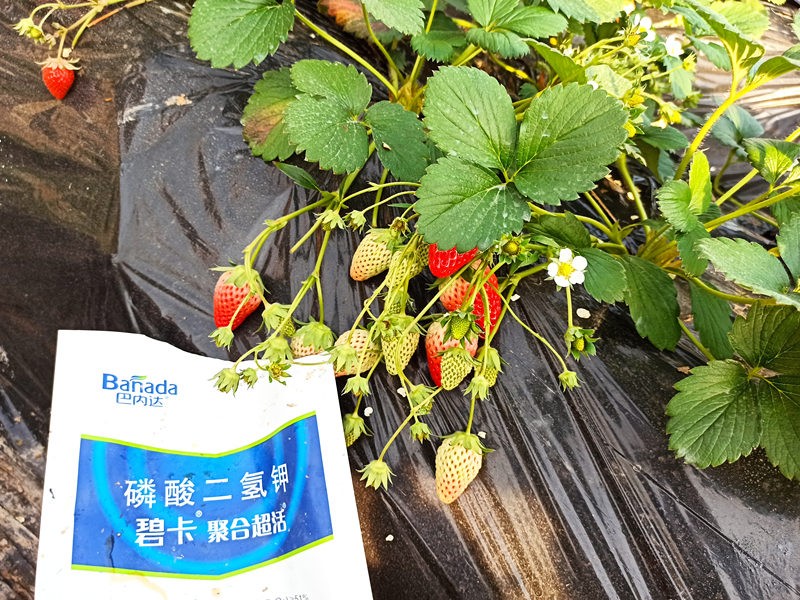 磷酸二氫鉀的使用時(shí)期和選購方法