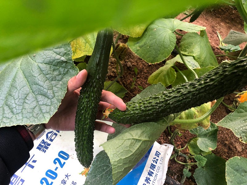 沖施肥在黃瓜上怎樣使用