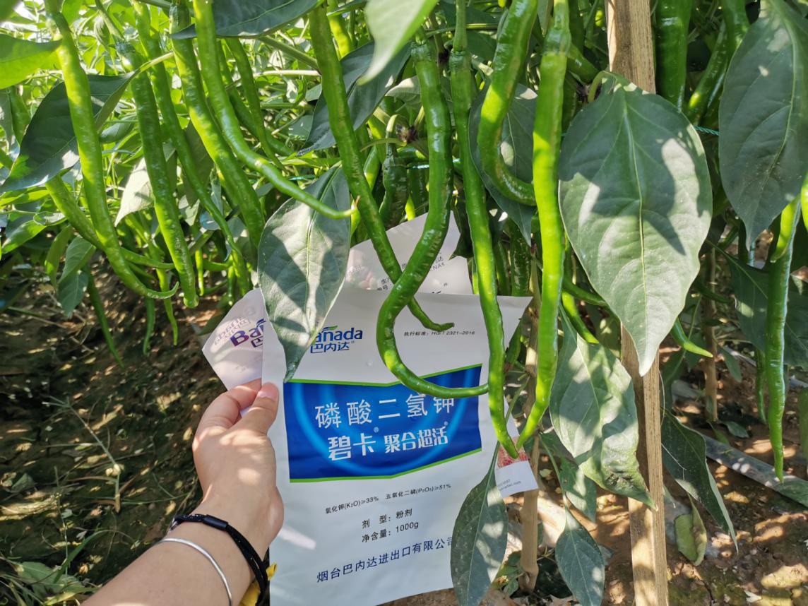 辣椒葉面肥哪個牌子好 ?該如何使用？