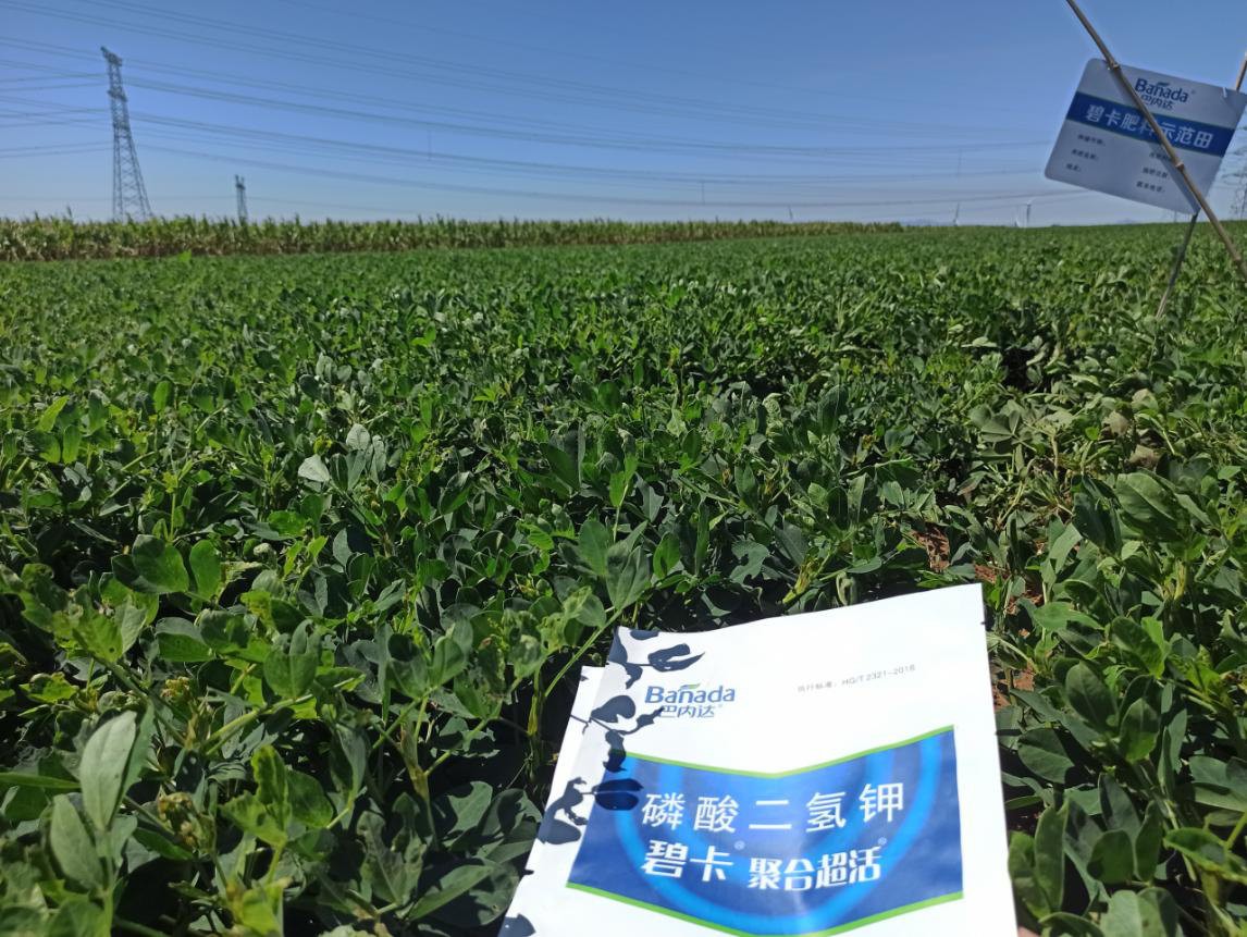 花生高產(chǎn)葉面肥?對花生的根系會產(chǎn)生什么影響？   