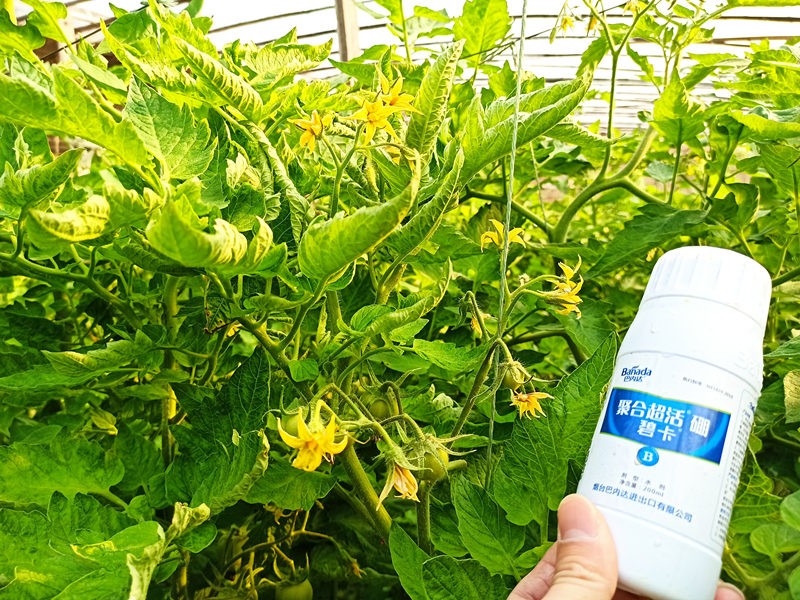 硼肥對(duì)作物有什么作用？